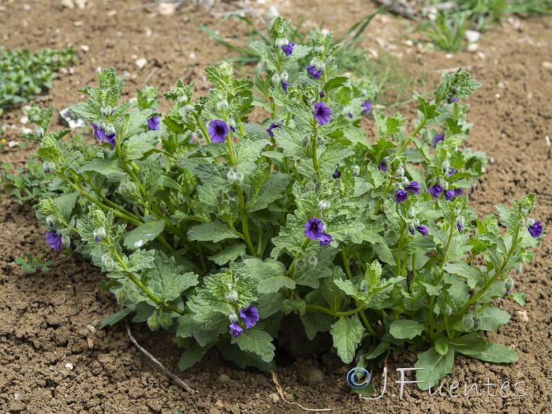 Triguera osbeckii.11