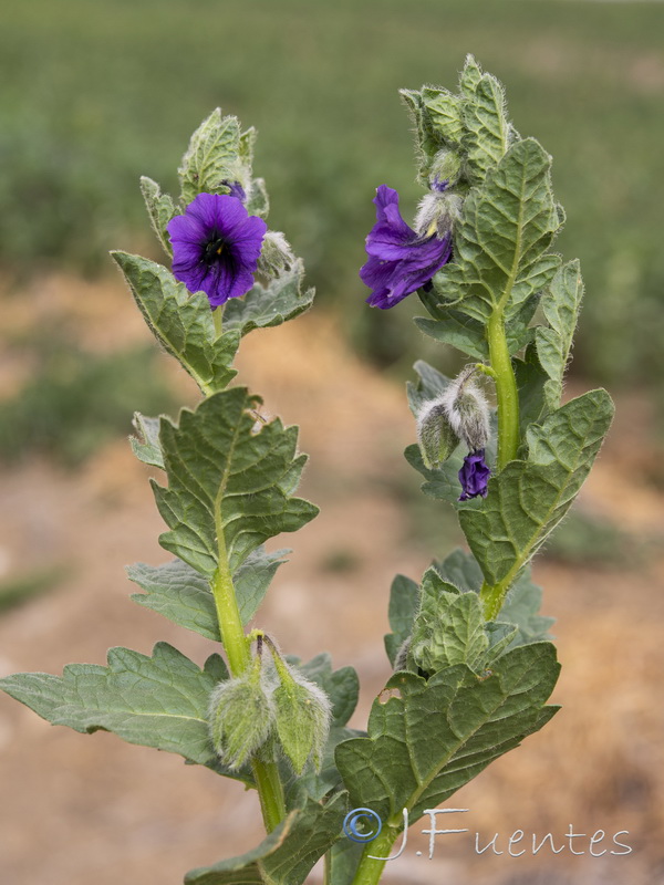 Triguera osbeckii.13