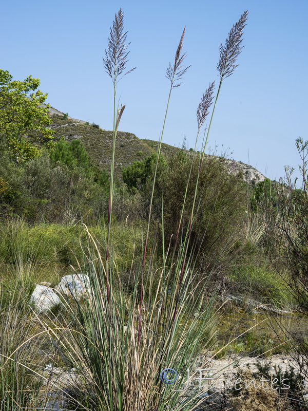 Tripidum ravennae.01