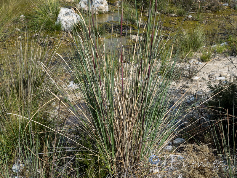 Tripidum ravennae.02