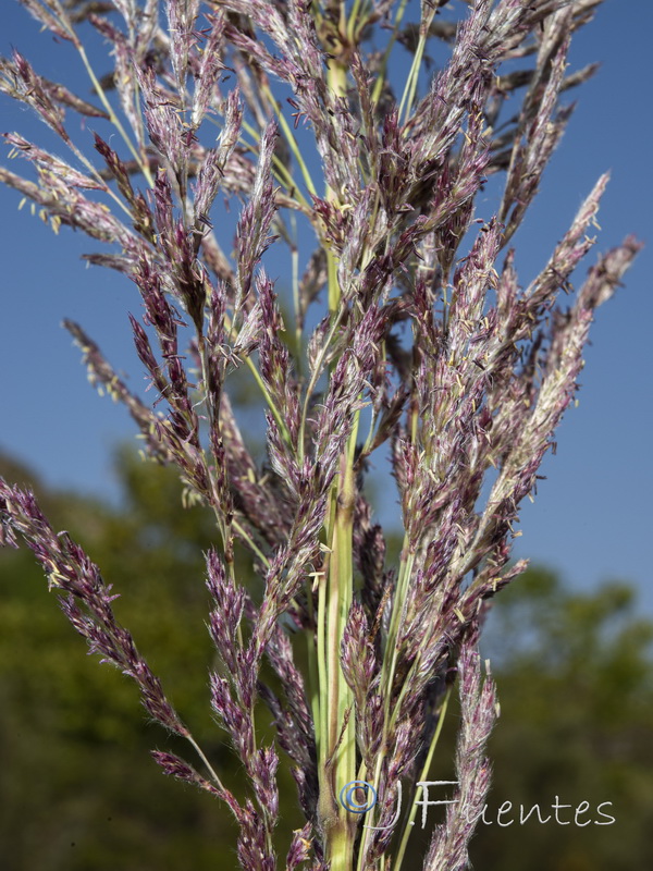 Tripidum ravennae.03