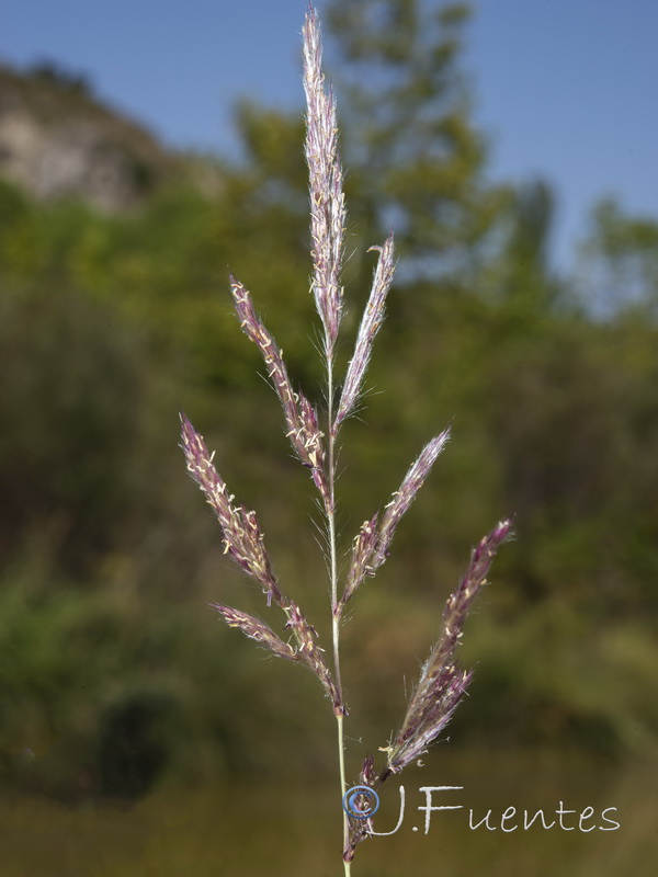 Tripidum ravennae.04