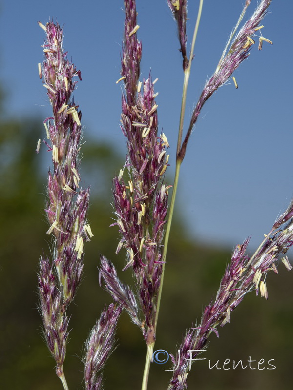 Tripidum ravennae.06