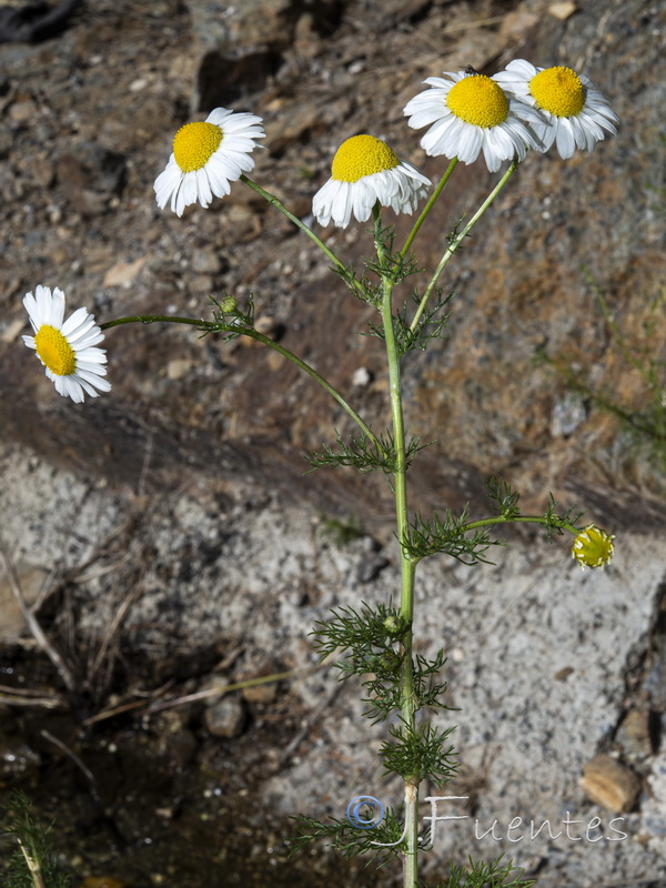 Tripleurospermum inodorum.01
