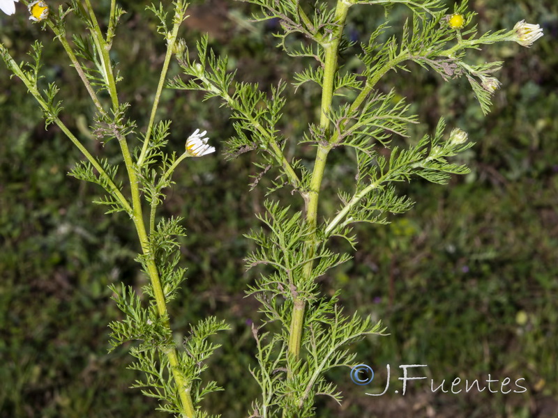 Tripleurospermum inodorum.03