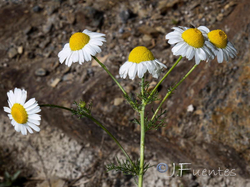 Tripleurospermum inodorum.07