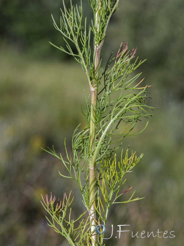 Tripleurospermum inodorum.11