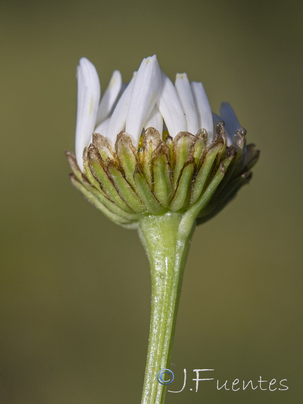 Tripleurospermum inodorum.12