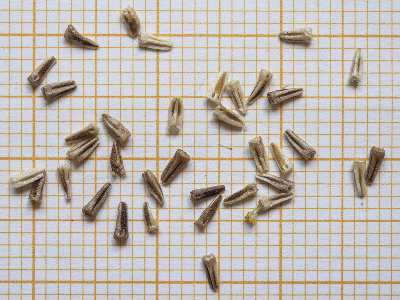 Tripleurospermum inodorum