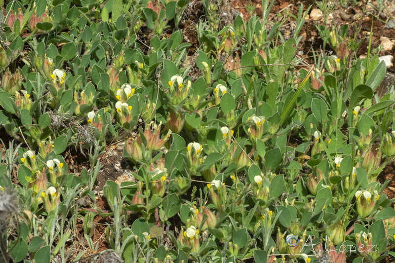 Tripodion tetraphyllum.01