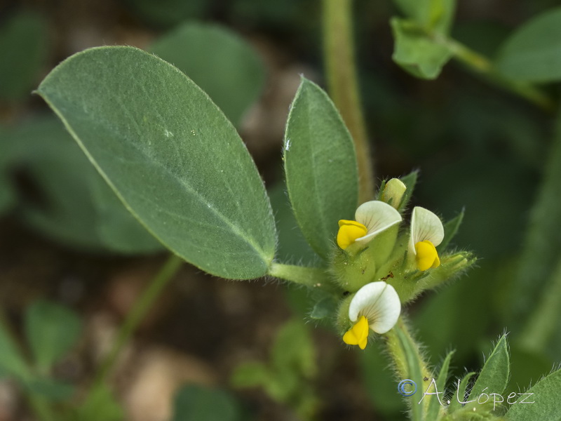 Tripodion tetraphyllum.02