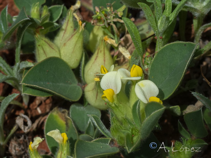 Tripodion tetraphyllum.03