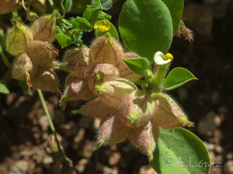 Tripodion tetraphyllum.05