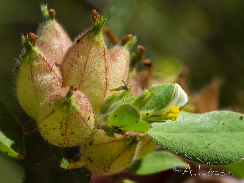 Tripodion tetraphyllum.06