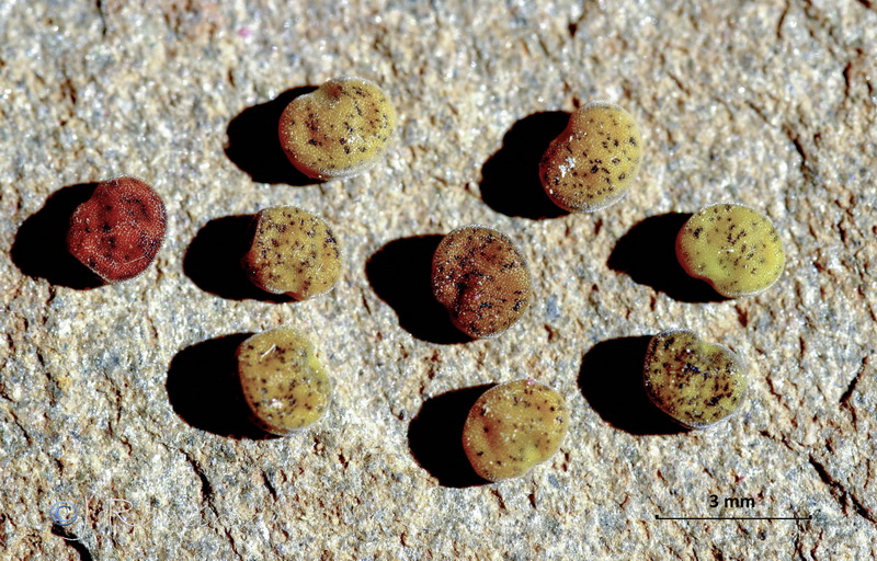 Tripodion tetraphyllum.10
