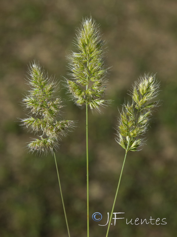 Trisetaria panicea.01