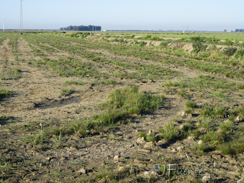 Trisetaria panicea.11