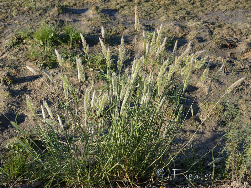 Trisetaria panicea.12