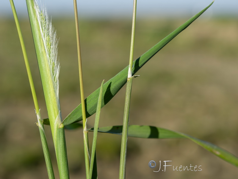 Trisetaria panicea.15