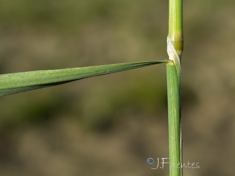 Trisetaria panicea.16