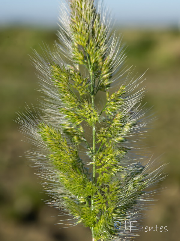 Trisetaria panicea.17