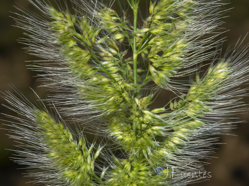 Trisetaria panicea.18