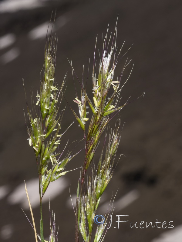 Trisetum antoni josephiii.03