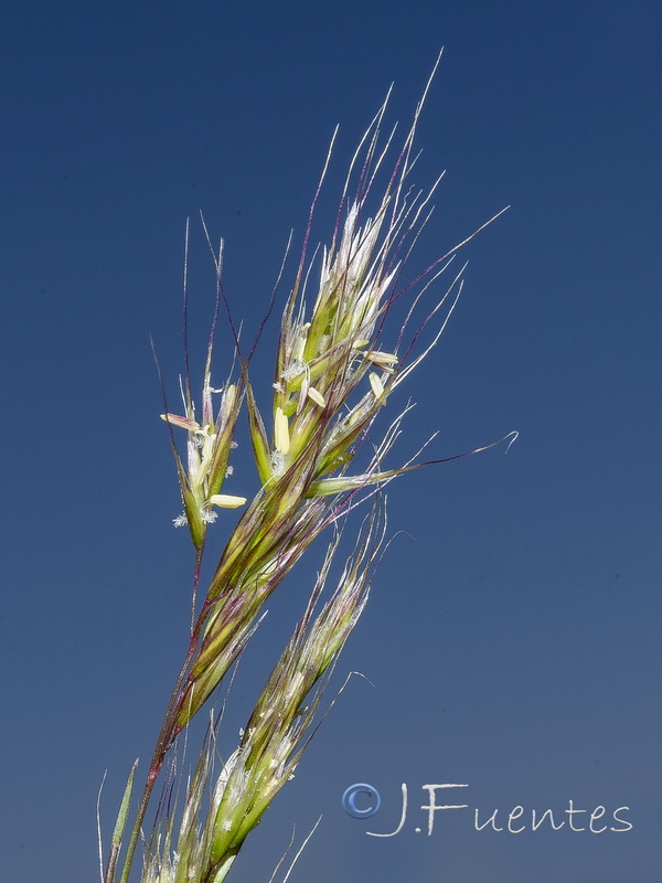 Trisetum antoni josephiii.04