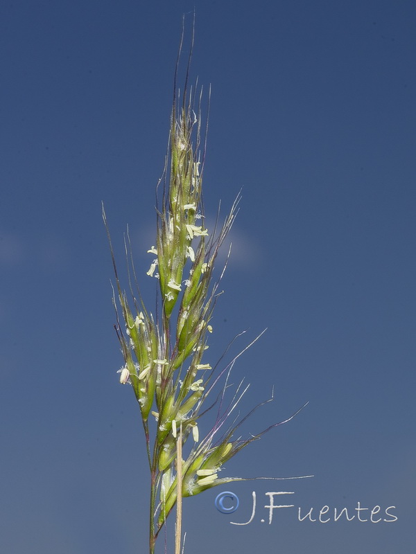 Trisetum antoni josephiii.05