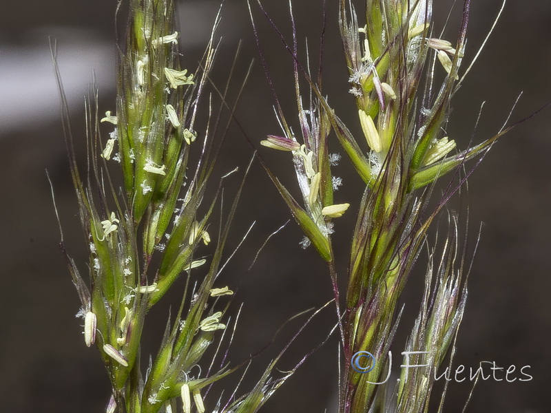 Trisetum antoni josephiii.06