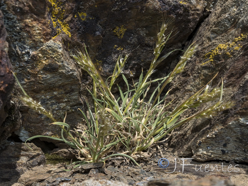 Trisetum antoni josephiii.01