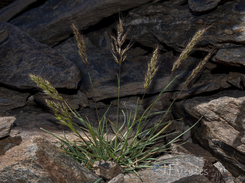 Trisetum antoni josephiii.01