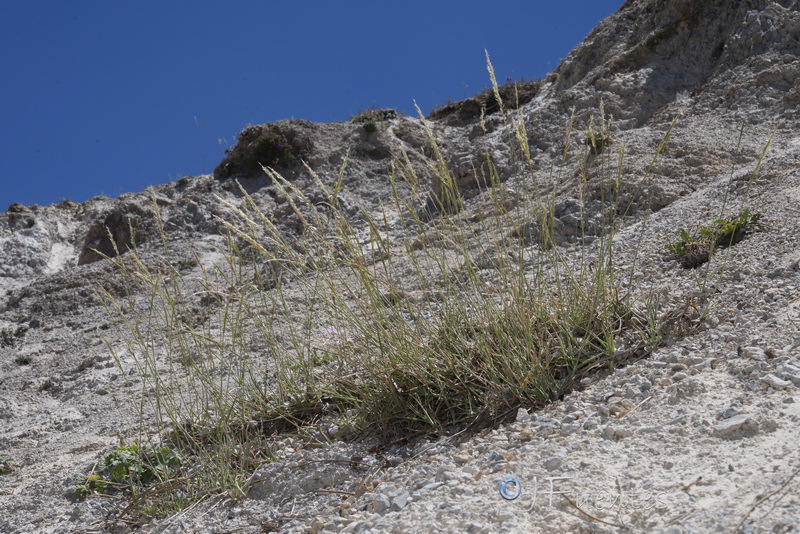 Trisetum velutinum.10