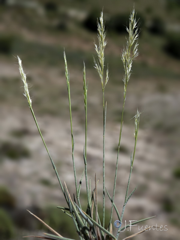 Trisetum velutinum.13