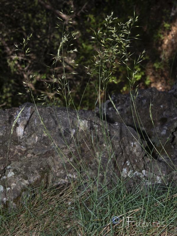 Trisetum velutinum.14
