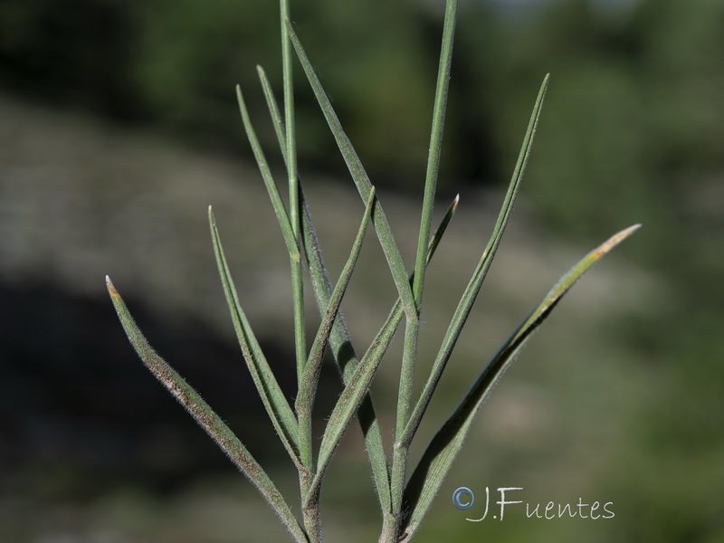 Trisetum velutinum.17