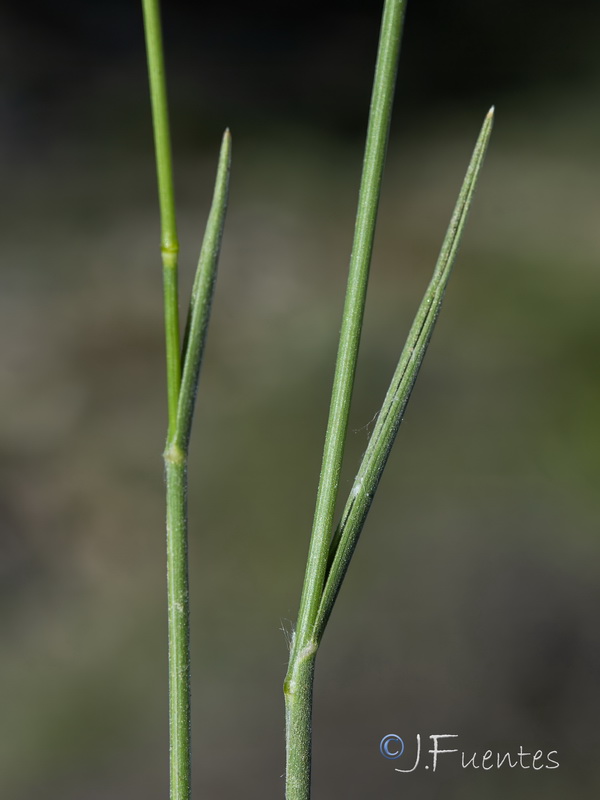 Trisetum velutinum.18
