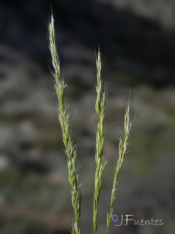 Trisetum velutinum.22