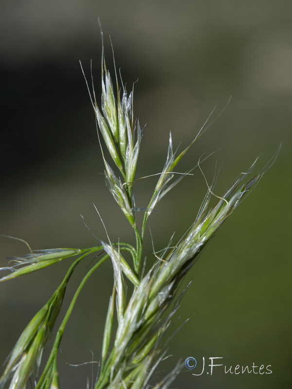 Trisetum velutinum.23
