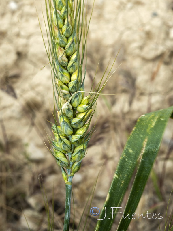 Triticum aestivum.03