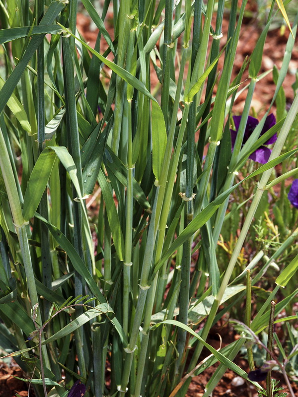 Triticum aestivum.06