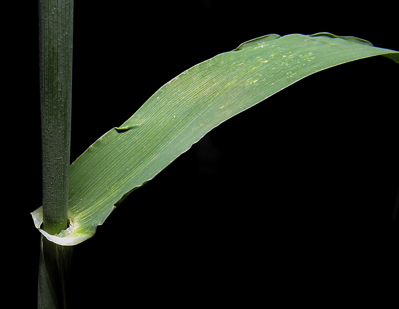 Triticum aestivum.07