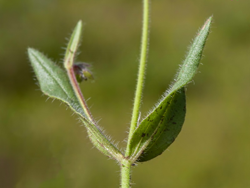 Tuberaria guttata.04