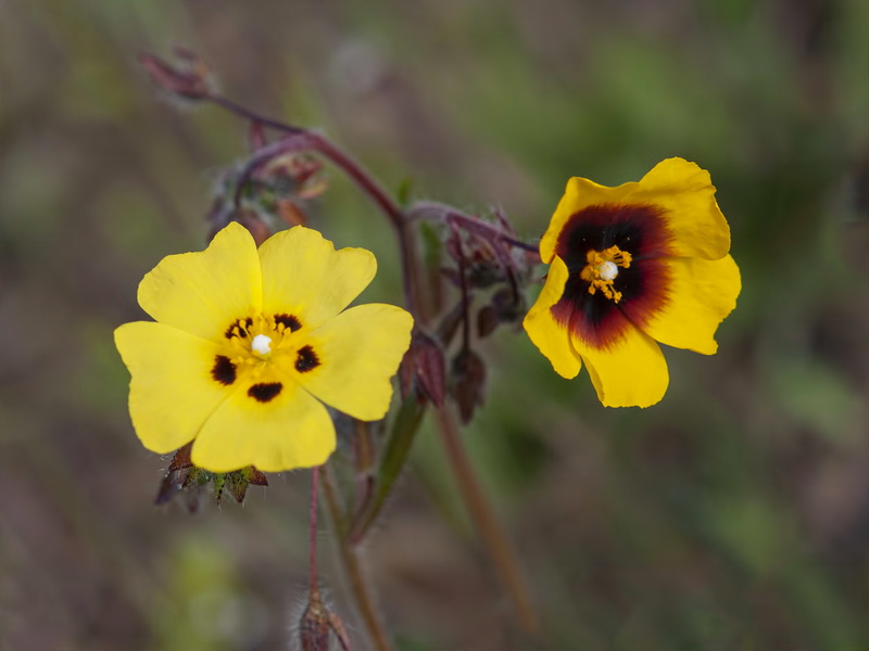 Tuberaria guttata.06