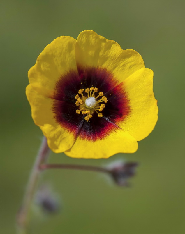 Tuberaria guttata.07