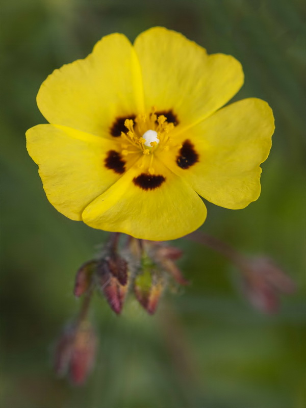 Tuberaria guttata.08