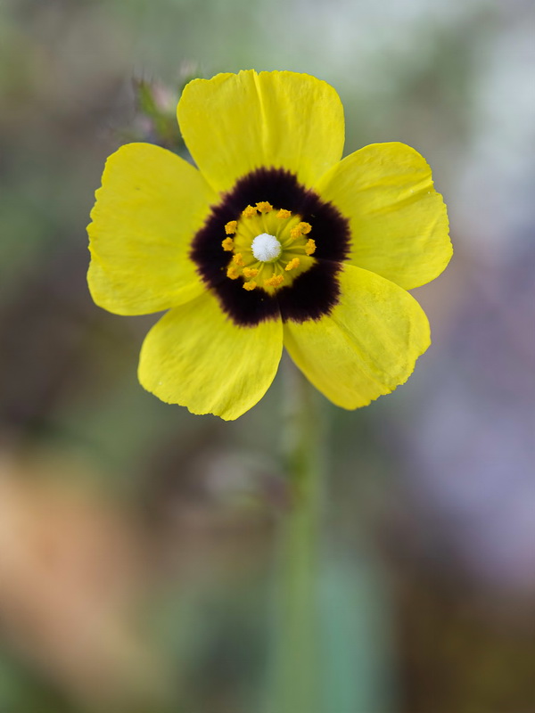 Tuberaria guttata.09