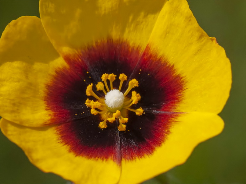 Tuberaria guttata.10