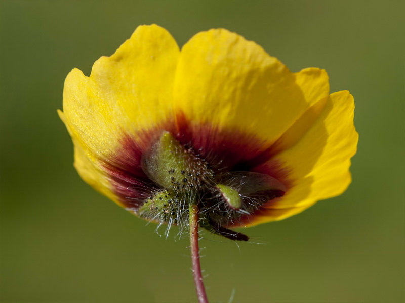 Tuberaria guttata.13