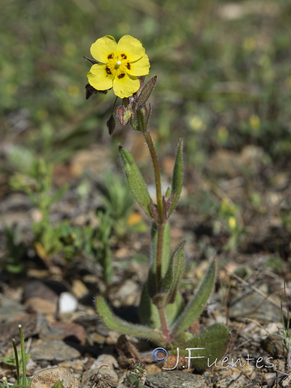 Tuberaria guttata.15